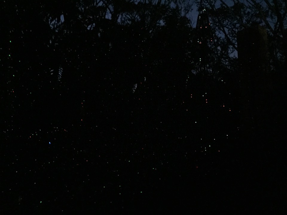 Scattered red, green, and white lights across dense nighttime foliage.