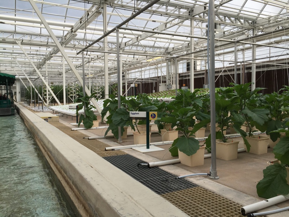 Rows of potted plants beside a water channel under a glass-and-steel greenhouse roof.