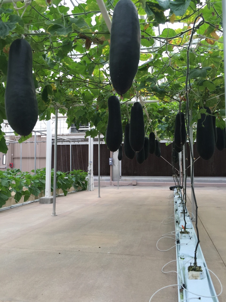 Large dark gourds hanging from an overhead vine trellis beside a greenhouse path.