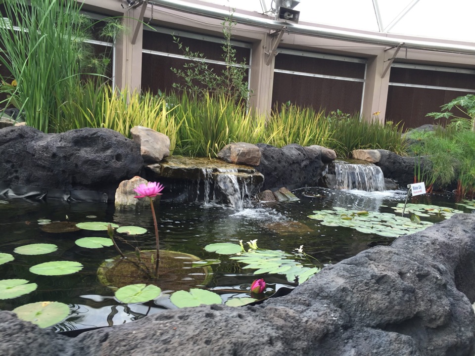 Pink water lilies and broad lily pads in a rocky pond with two small waterfalls.