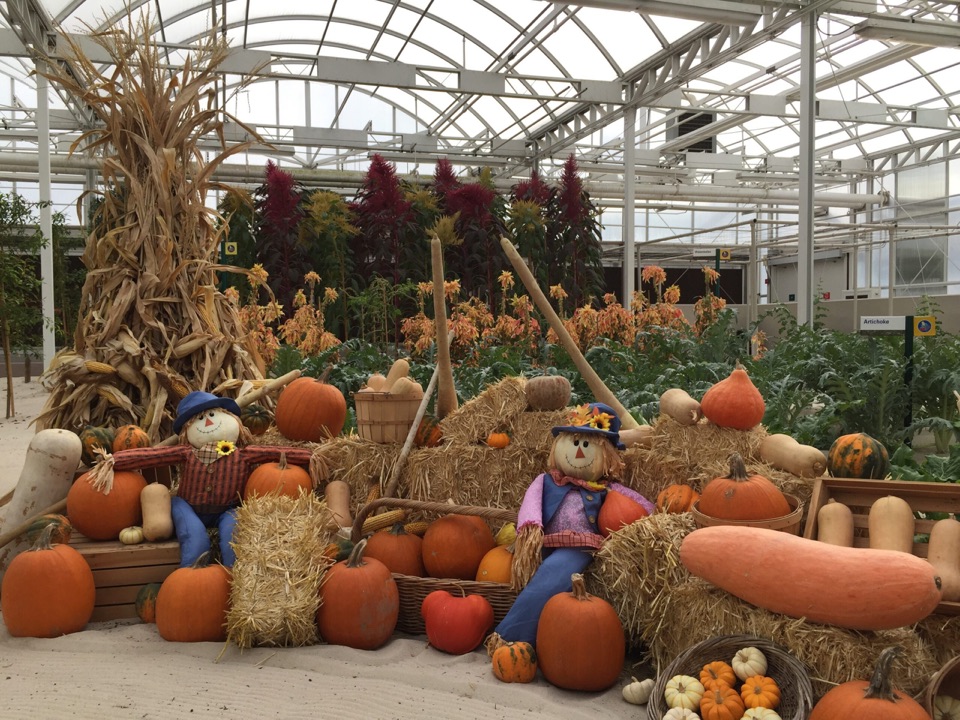 Pumpkins, gourds, dried corn stalks, and decorative scarecrow figures arranged inside a greenhouse.