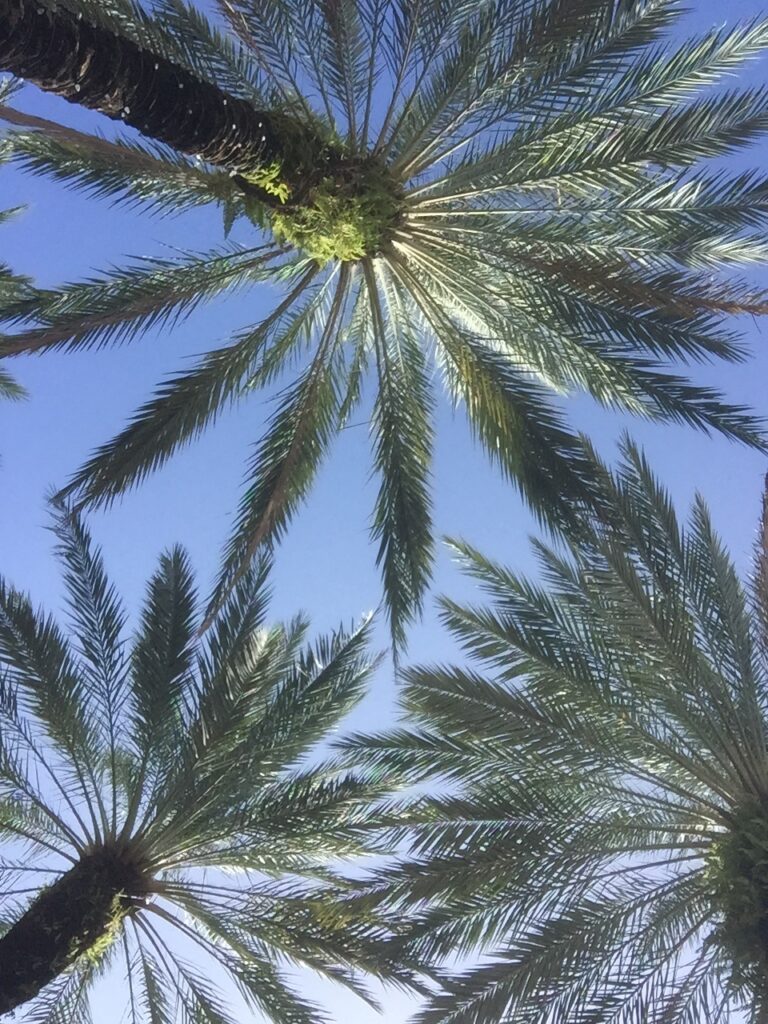 Palm fronds reaching into a clear blue sky.
