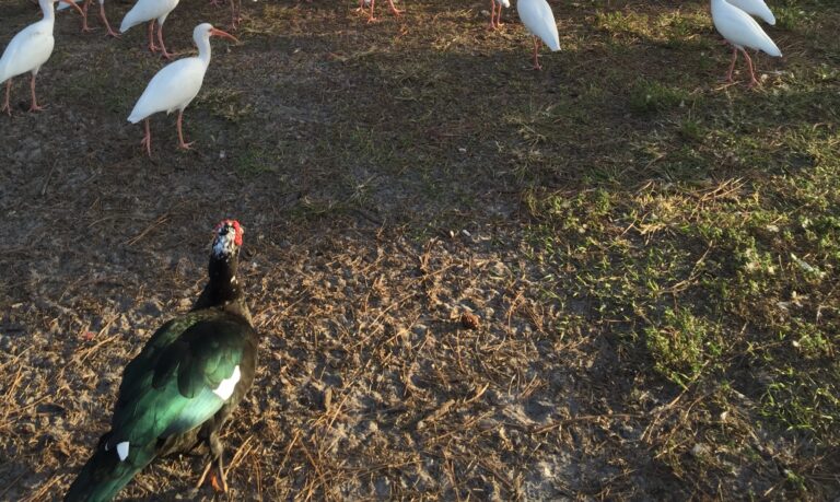White ibises and dark Muscovy ducks gathered across sunlit grass.