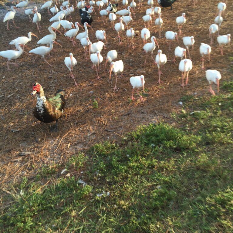 A flock of white birds and a rooster gathered on the grass.