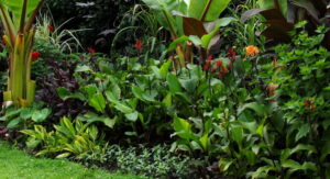 Red flowers and broad green leaves fill a tropical garden.