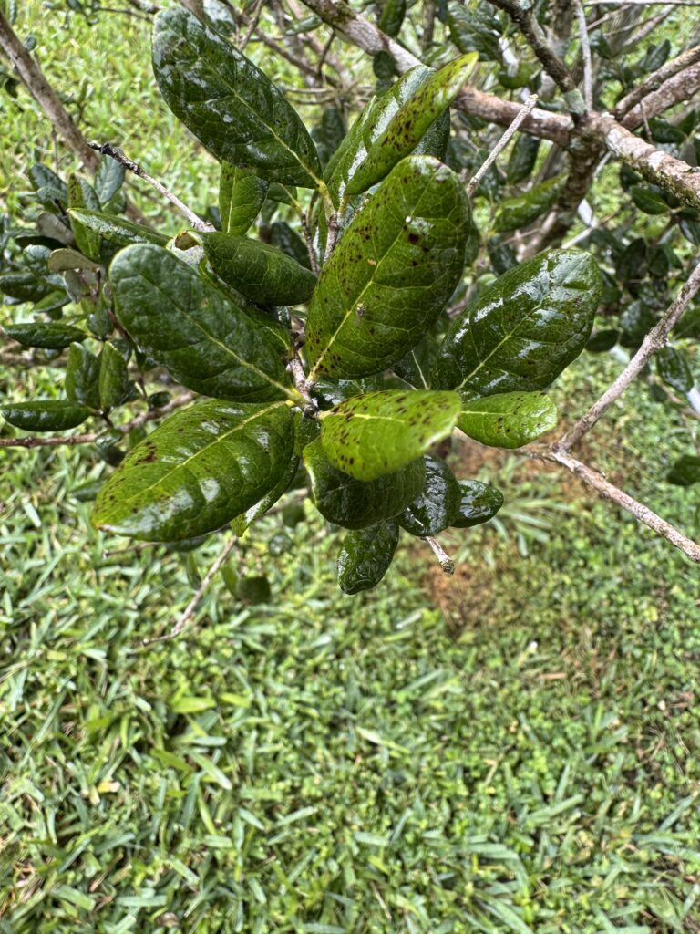 Green fruit growing on a leafy tree.