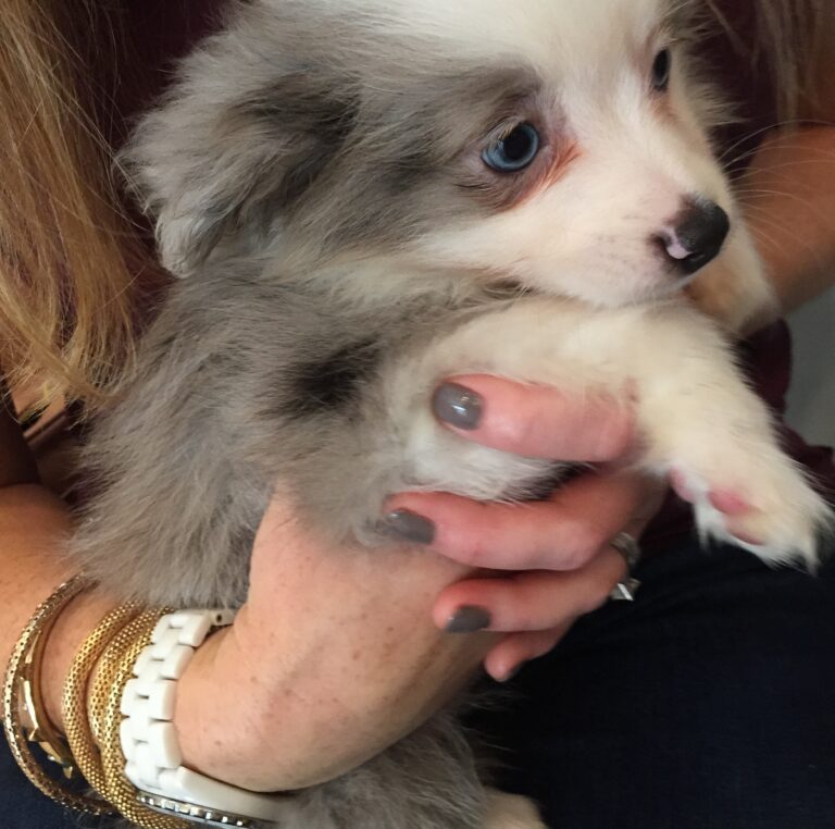 A gray-and-white puppy with blue eyes being held close.