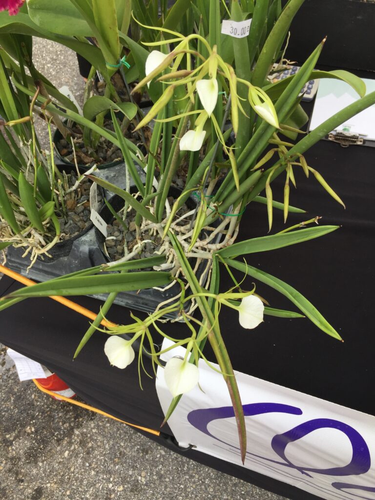 A flowering plant displayed in a white container.
