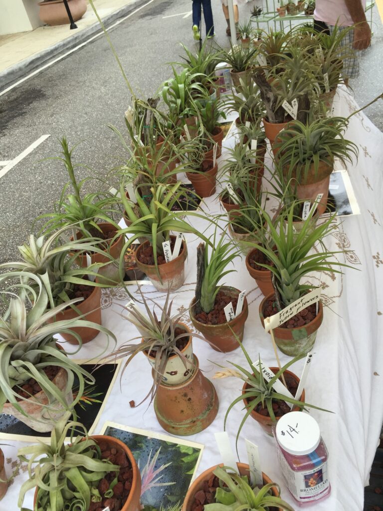 A collection of small planters and air plants arranged outdoors.