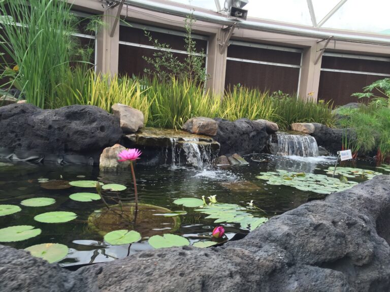 HDR view of a pink water lily, lily pads, and a small greenhouse waterfall.