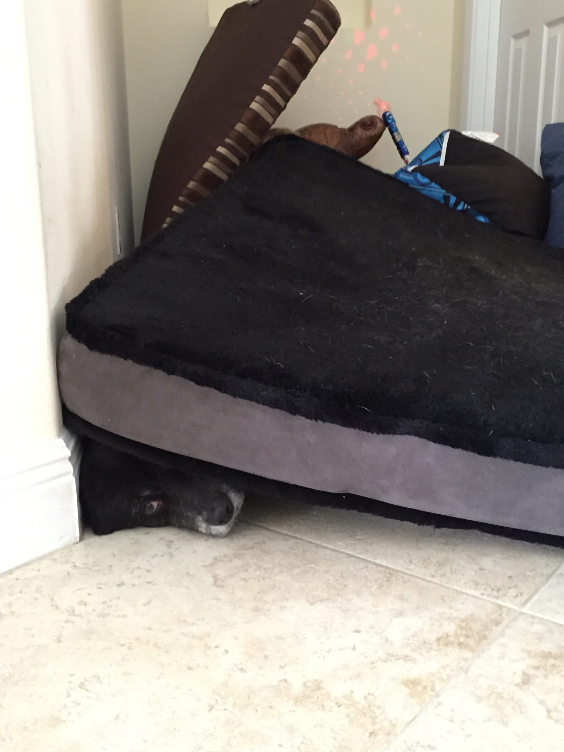 A dog peeking from beneath a large black cushion on a tiled floor.