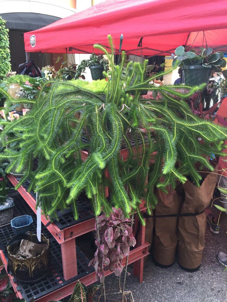 Large trailing green plant displayed beneath a red canopy at an outdoor market.