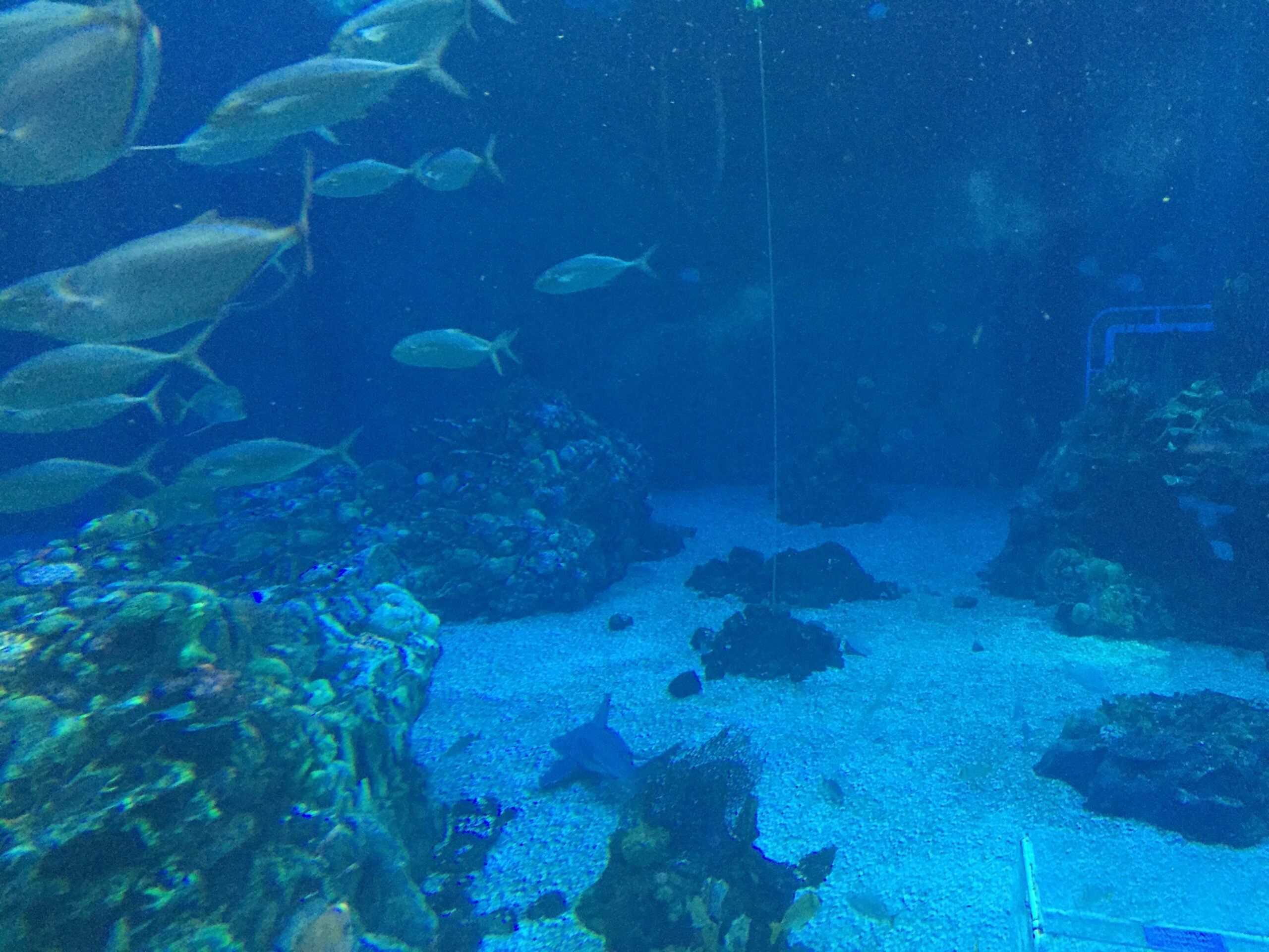 School of fish crossing a large blue aquarium above a sandy floor.