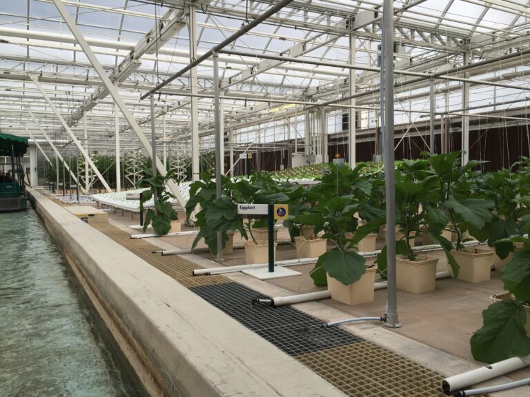 Rows of leafy plants growing beside an irrigation channel inside a greenhouse.