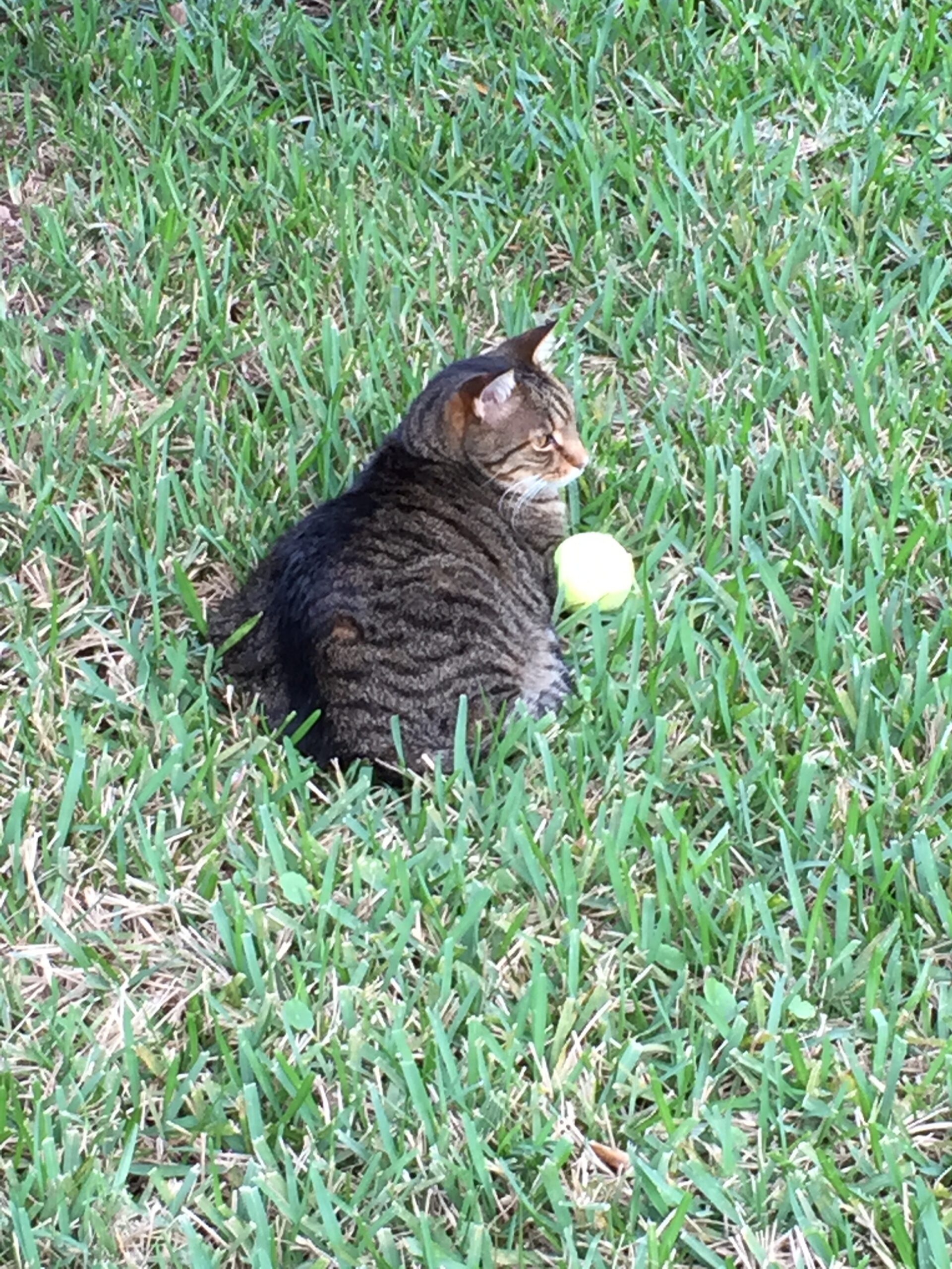 A tabby cat sitting in grass beside a green tennis ball.