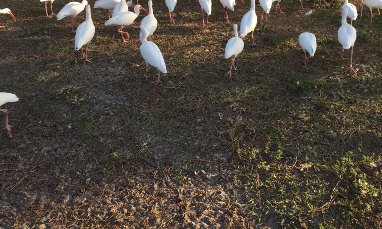 A flock of white ibises gathered on the grass in a park.