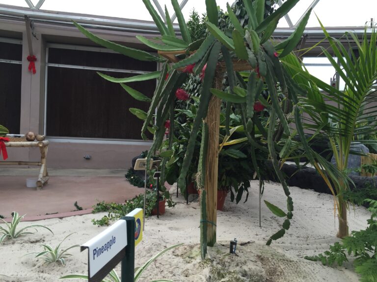Tropical plants and a pineapple display inside a greenhouse.
