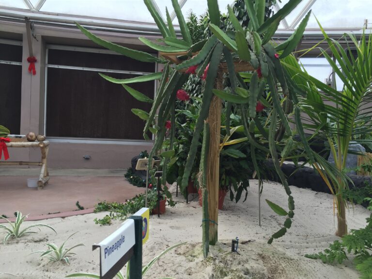 Tall cactus stems climbing through a sandy greenhouse planting bed.