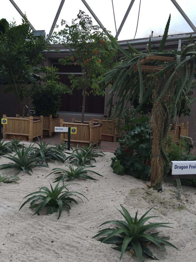 Rows of tropical plants growing in a sandy greenhouse bed.