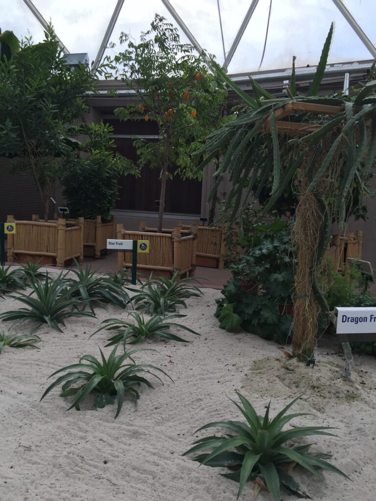 HDR variation of tropical plants arranged in a sandy greenhouse bed.