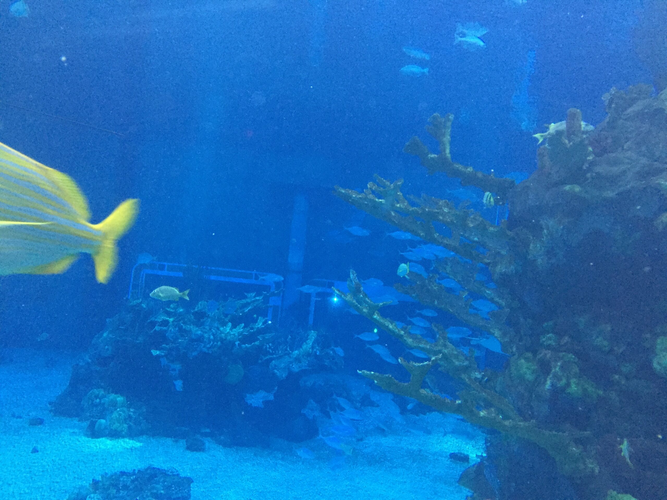 Blue aquarium reef with schools of fish swimming above coral and sand.